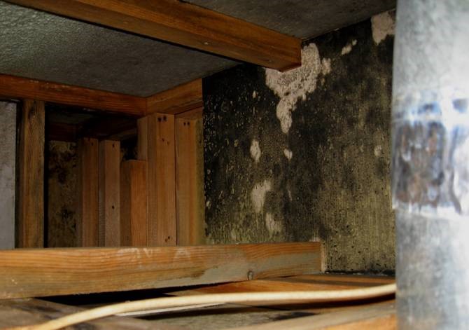 そのままは危険 和室の壁カビを正しく除去する方法 カビ除去 カビ防止 ダクト清掃 カビラボ